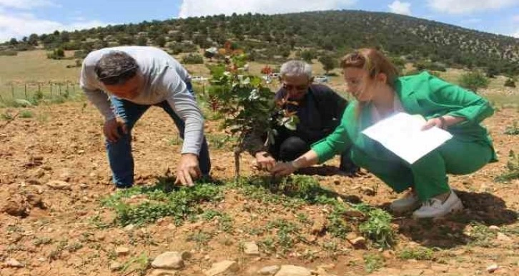 Büyükşehir’in Antep fıstığı fidanları yüz güldürdü