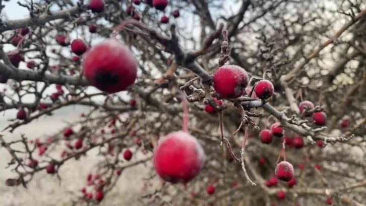 Buz tutan gölde balık tuttular
