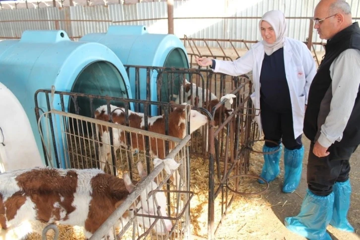 Buzağı destekleme ödemeleri başladı
