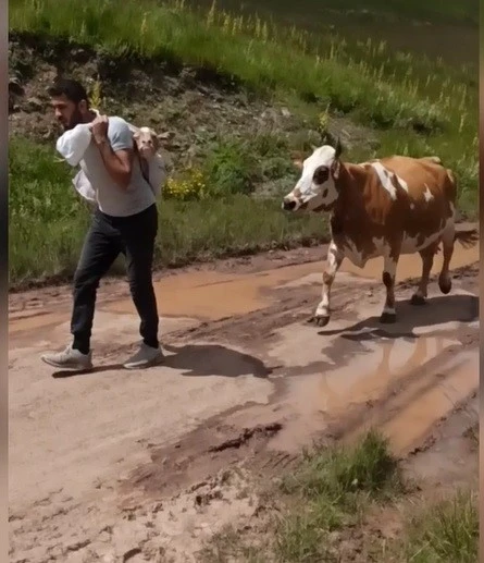 Buzağıyı sırtında taşıdığı anlar izleyenleri duygulandırdı
