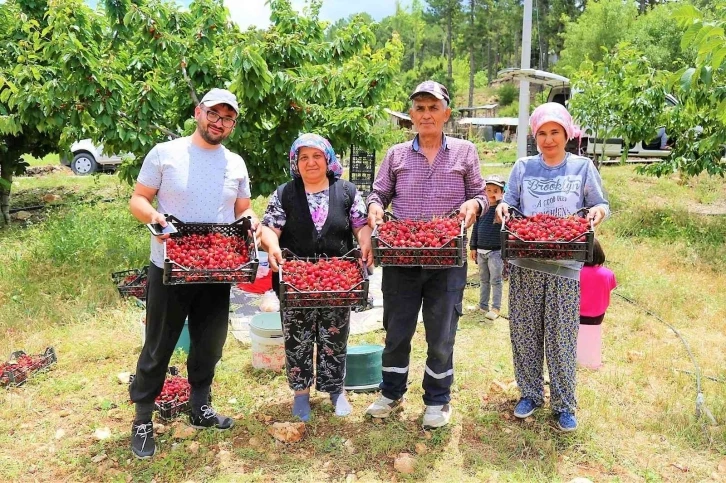 Çameli’nin ünlü yayla kirazında hasat başladı
