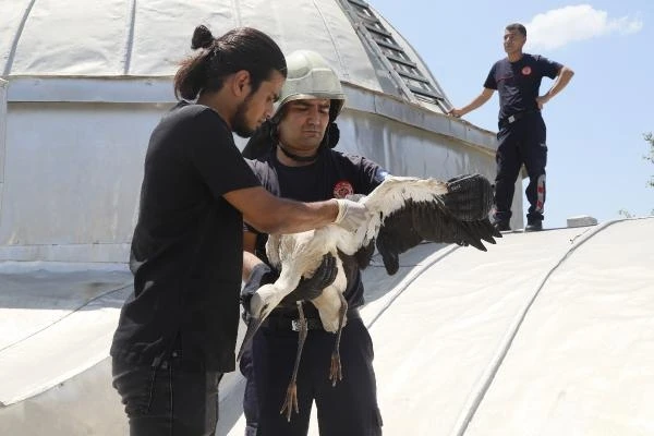 Cami kubbesindeki yuvasından düşen yavru leylek kurtarıldı