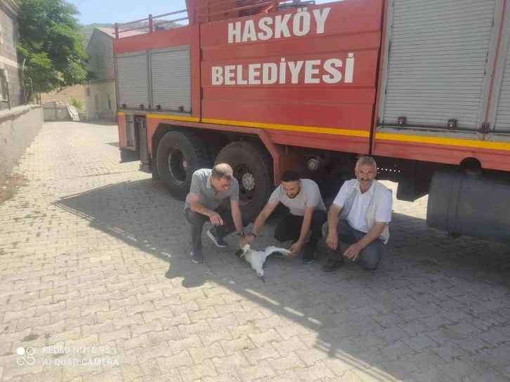 Camii kubbesindeki yaralı leyleği itfaiye ekipleri kurtardı
