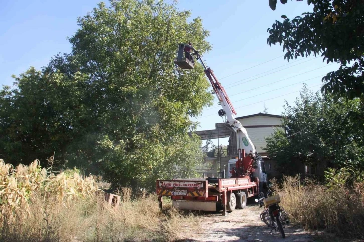 Can güvenlikleri için ağaçlardaki cevizleri vinçle topluyorlar
