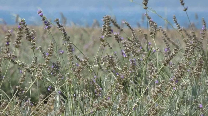 Çanakkale’de çöplük alan Lavanta bahçesine dönüştü
