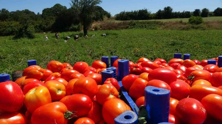 Çanakkale domatesine coğrafı işaret
