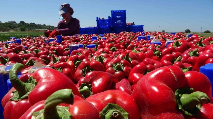 Çanakkale kapya biber üretiminde Türkiye’de birinci sırada
