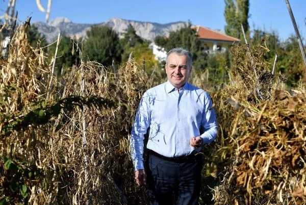 Çandır fasulyesinde hasat zamanı 