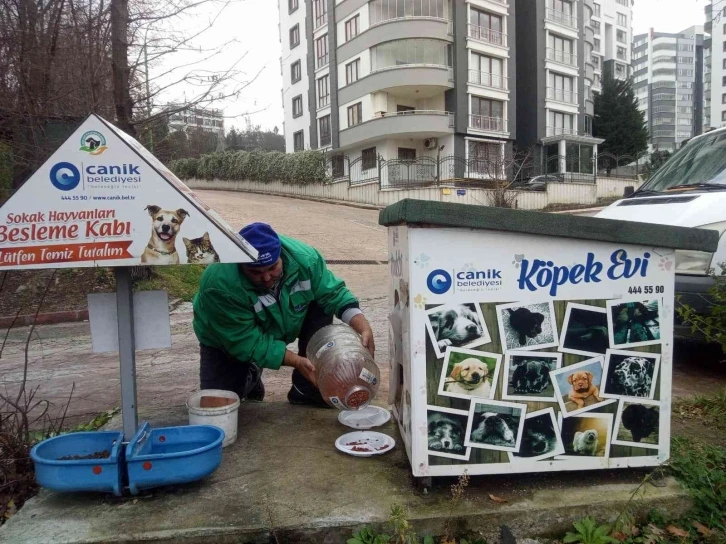 Canik Belediyesi can dostları yalnız bırakmıyor
