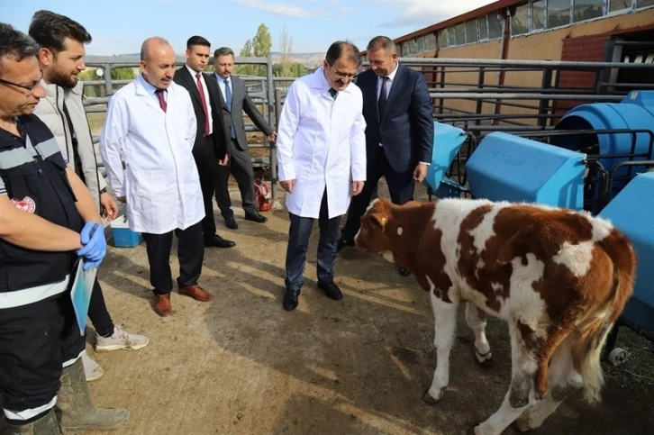 Çankırı’da şap hastalığına karşı aşılama kampanyası başladı
