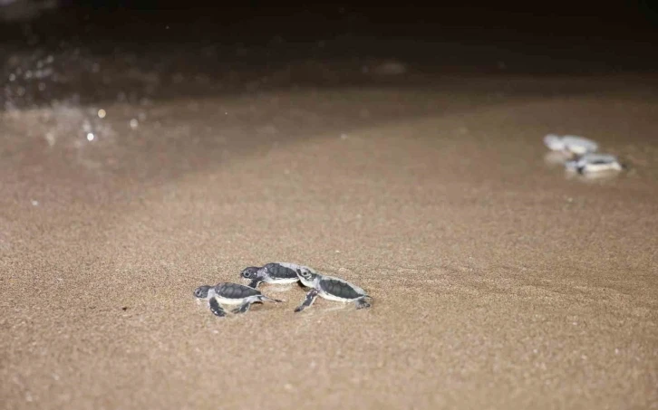 Caretta carettalar denizle buluşuyor
