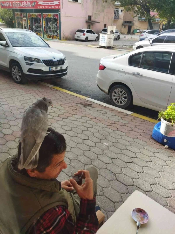 Çay içerken başına konan kumruyla şaşkına döndü
