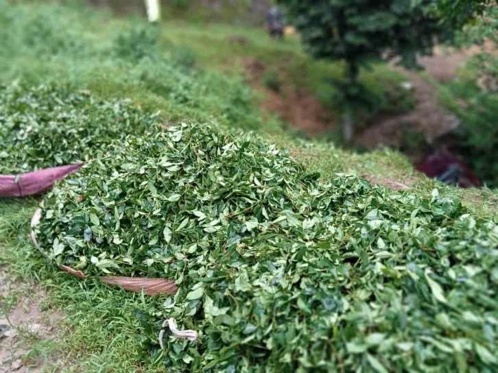 Çay toplamaya gidenleri taşıyan kamyonet şarampole uçtu: 3 yaralı
