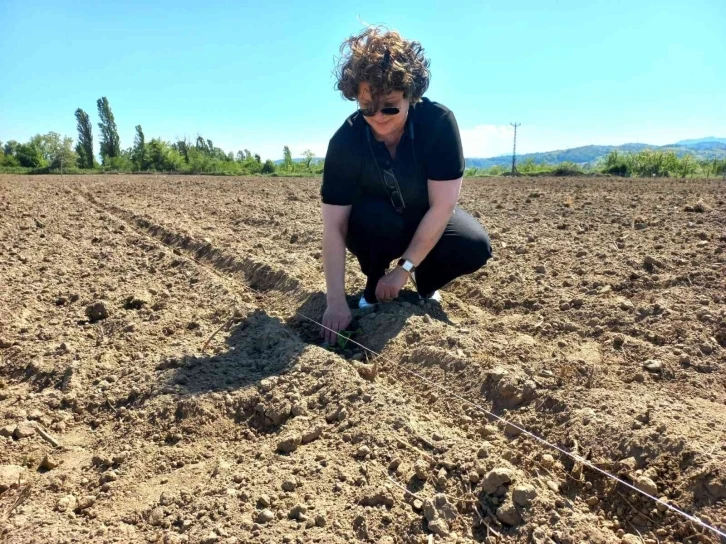 Çaycuma ’da yerli tohumlar toprakla buluştu
