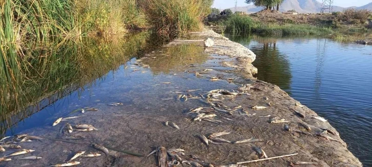 Çaydaki balık ölümleri tedirgin etti
