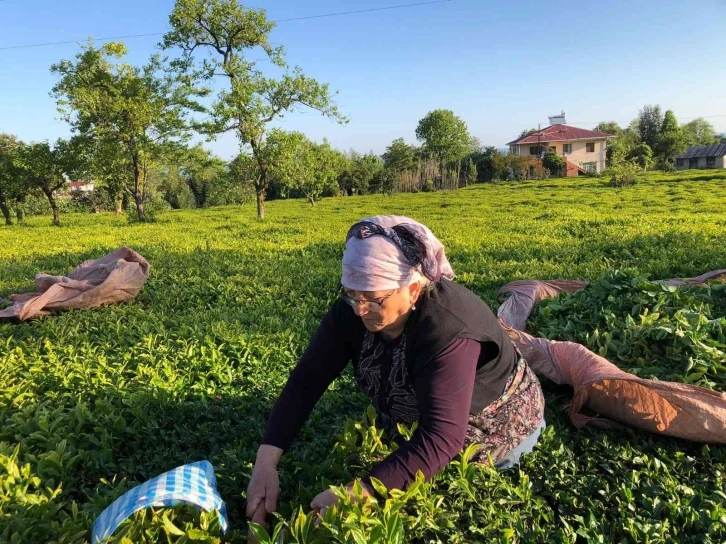 ÇAYKUR ilk üç günde bin 500 ton yaş çay alımı yaptı
