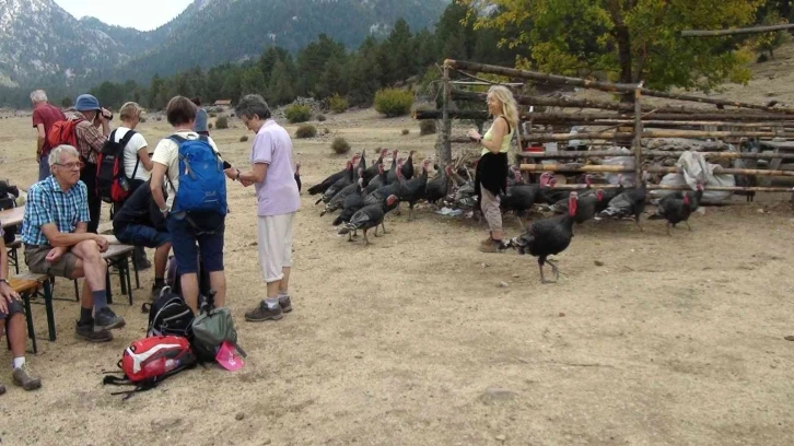 Çekirge ile mücadele için salınan hindiler turistlerin ilgi odağı oldu
