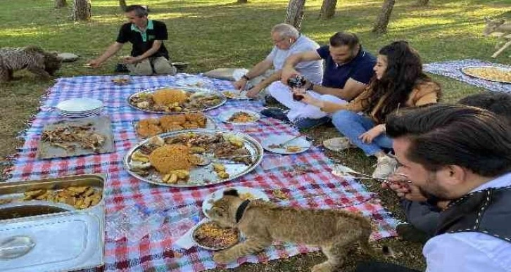 Çekmeköy’de yavru aslan ve ayıya şark sofrası kuruldu