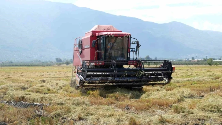 Çeltik hasadı başladı
