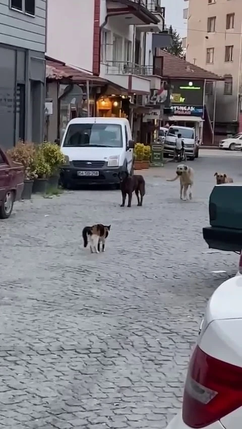 Cesur kedi boyundan büyük 3 köpeğe kafa tutup sokaktan geçirmedi
