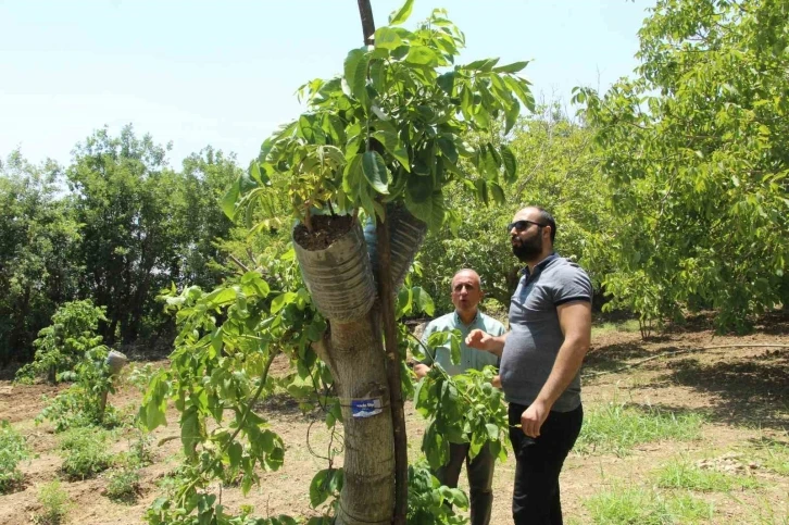 Ceviz ağaçlarında verim ’kabuk altı’ aşısı ile bire beş artıyor
