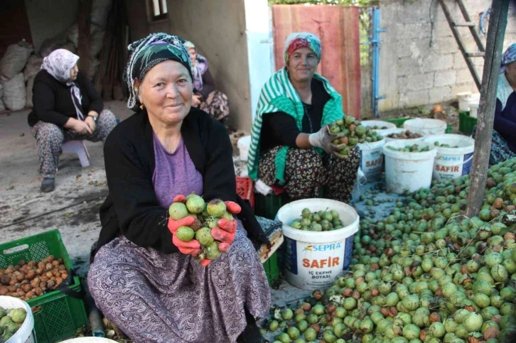 Ceviz hasadı renkli görüntülere sahne oldu, 7 ton ceviz toplandı
