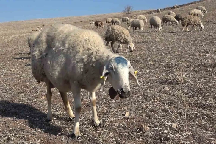 Çiçek hastalığından 150 tanesi telef olmuştu: Karantinaya alınan 12 bin küçükbaş hayvan aşılanıyor
