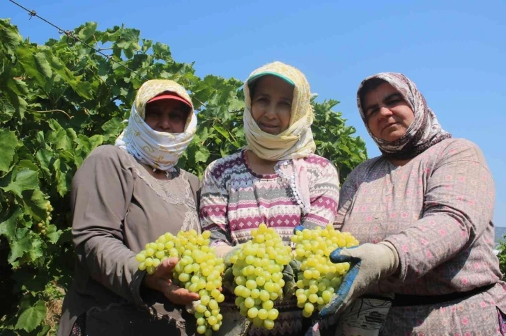 Çiftçiler üzüm taban fiyatının açıklanmasını dört gözle bekliyor
