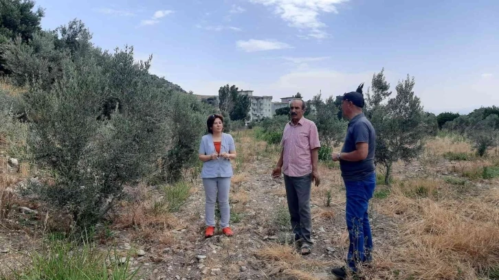 Çiftçiler, ’verticllium solgunluğu’ hastalığına karşı uyardı
