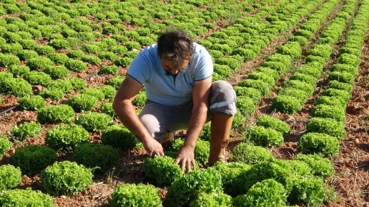 Çiftçiye dağıtılan marul fidesinde yüksek verim elde edildi
