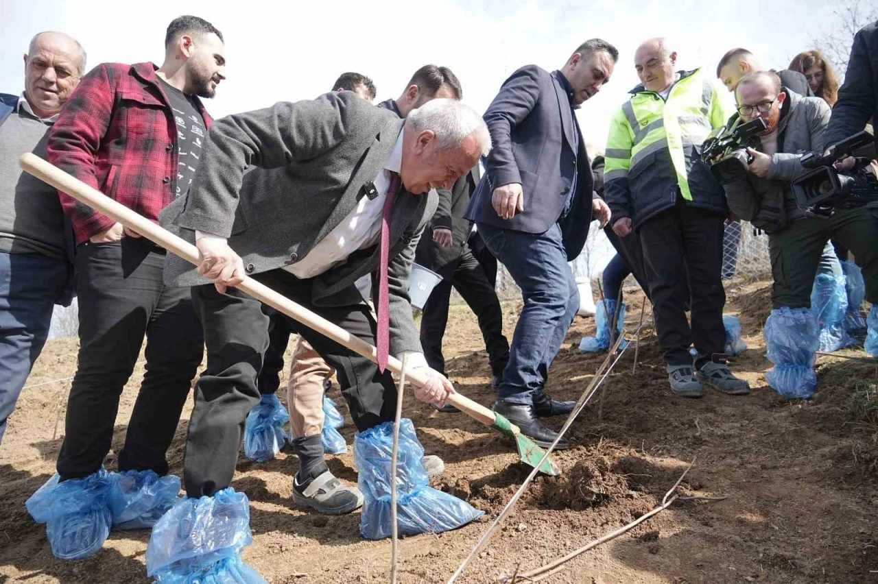 Çiftçiye destek için 6 dekarlık alana ahududu dikildi
