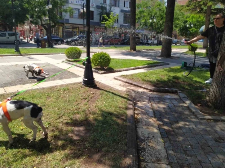 Çim sulama hortumuyla köpeklerini serinletti
