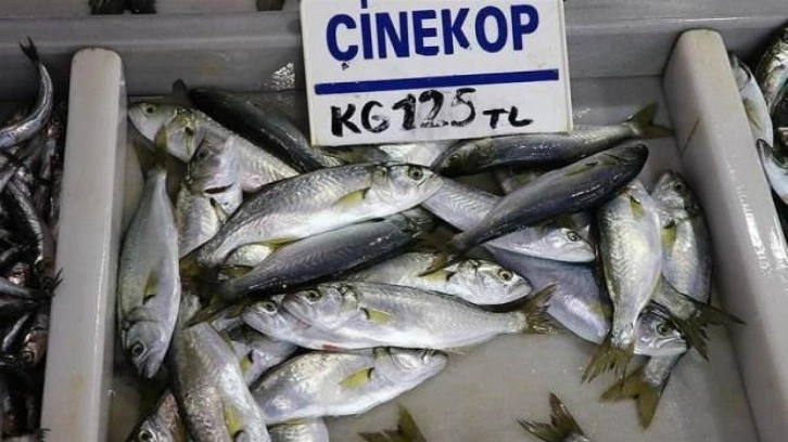 Çinekop, 125 liradan tezgahlardaki yerini aldı