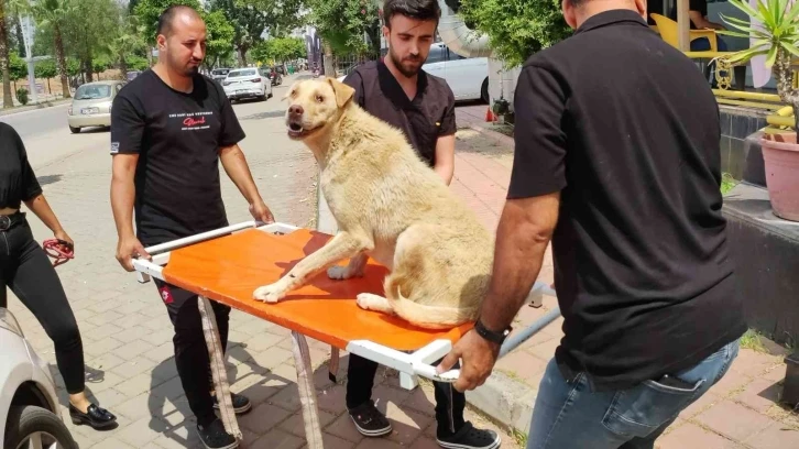 Cipiyle yolda yatan ‘Prenses’i böyle ezdi
