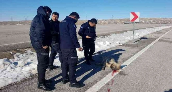 Çizgili sırtlan kazada telef oldu