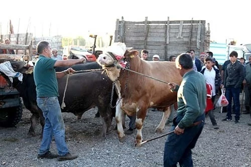 Çorum’da şap alarmı, 15 köy karantinaya alındı
