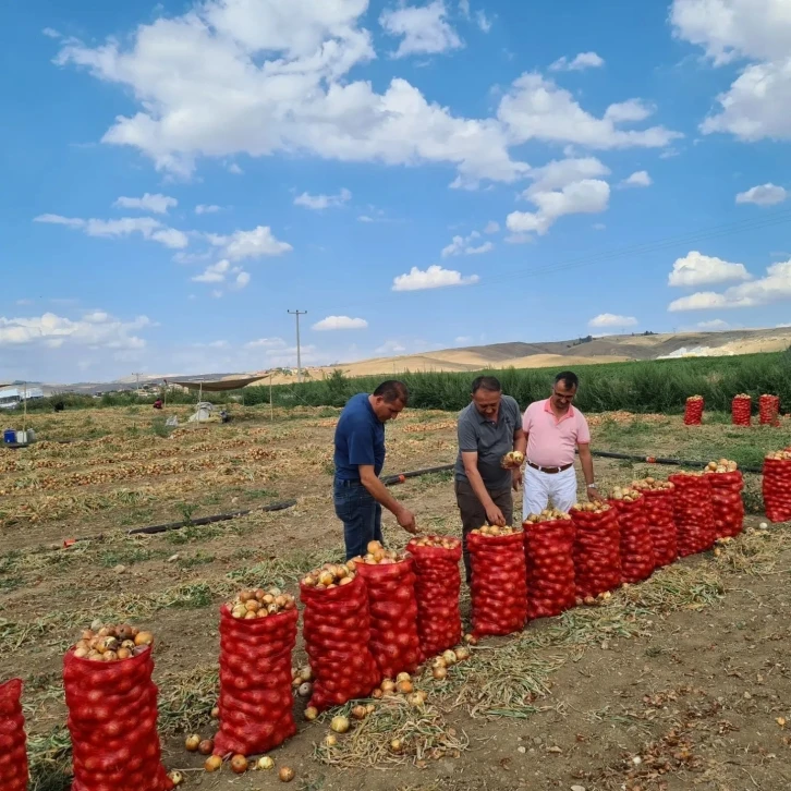 Çorum’da soğan üretimi arttı
