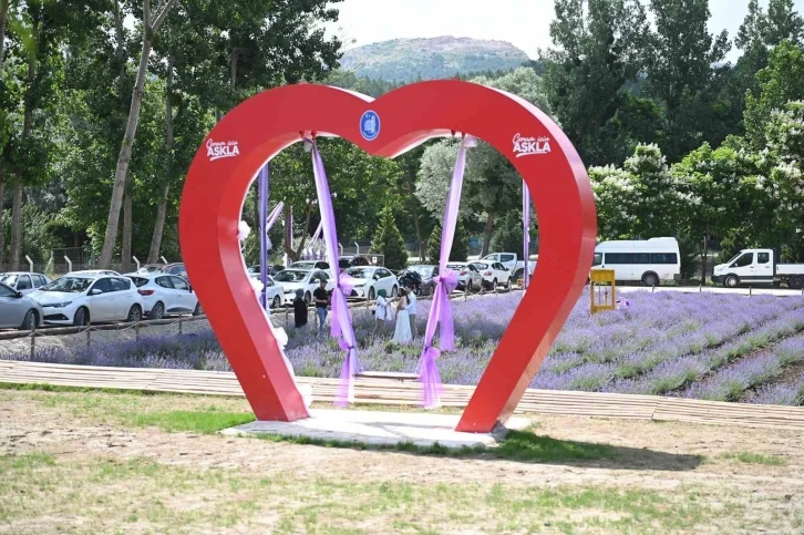 Çorum’daki lavanta bahçesinde hasat yapılacak
