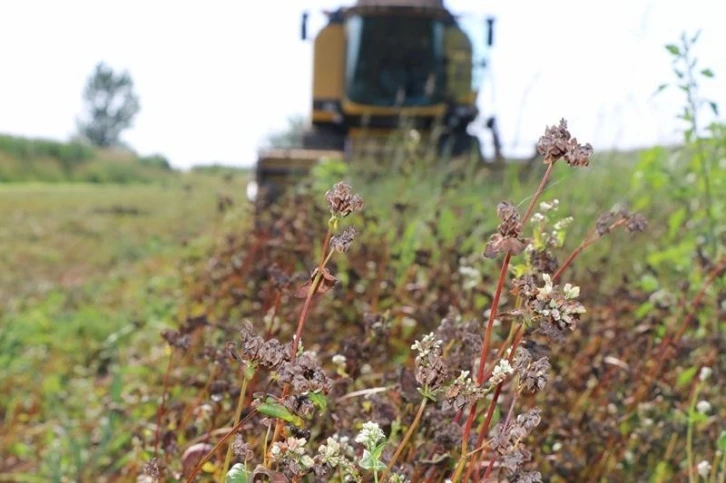 Çukurova’da ilk kez ekilen karabuğdayın hasadı yapıldı
