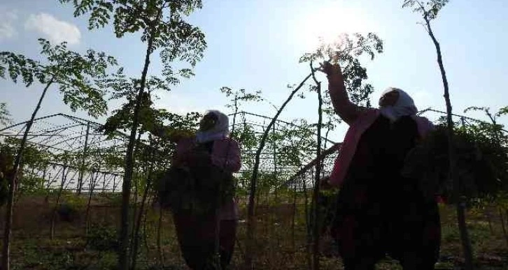 Cumhurbaşkanı’nın bahsettiği ’moringa’ böyle üretiliyor