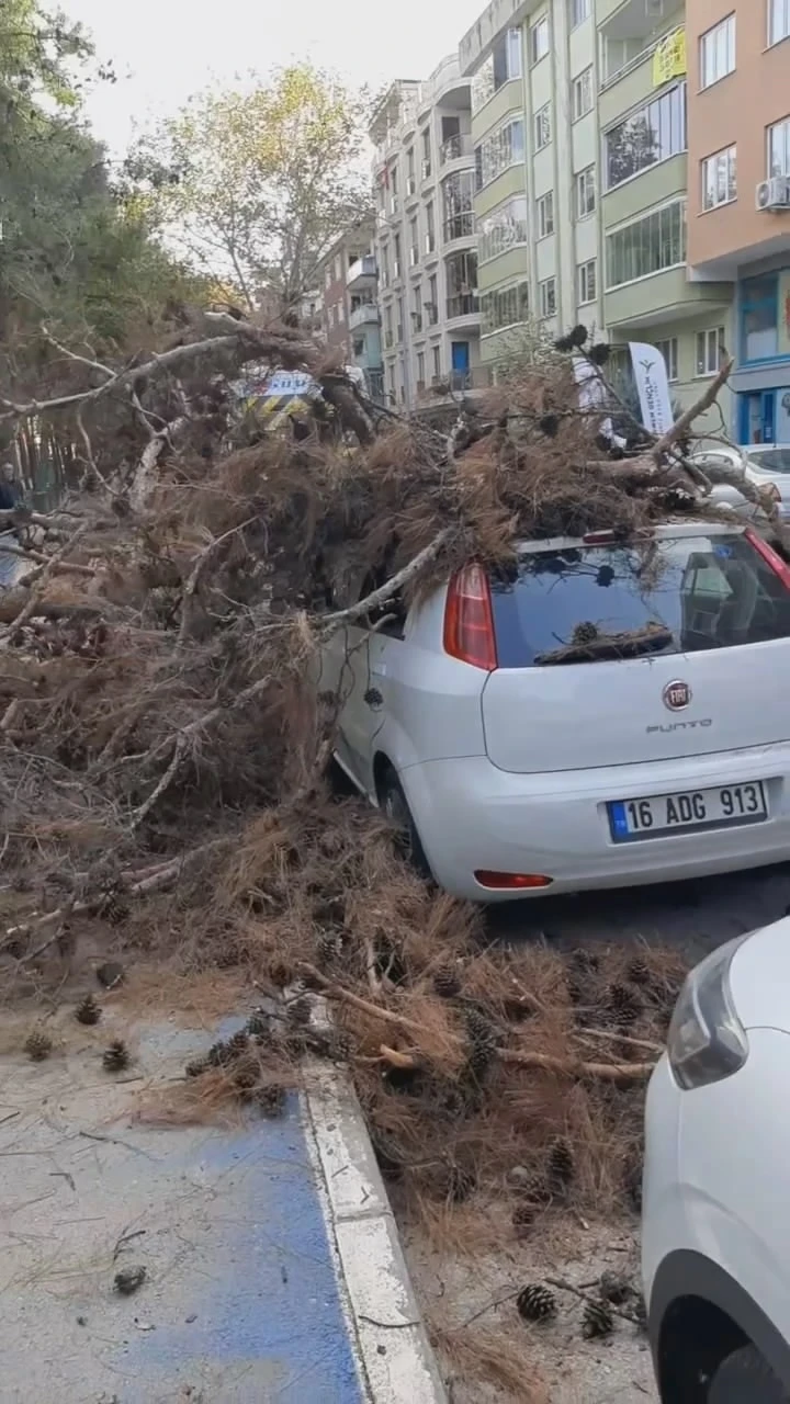 Çürük ağaç otomobilin üzerine devrildi
