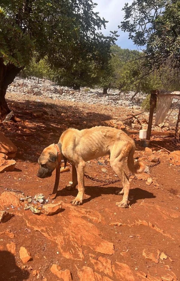 Dağda ağaca bağlı köpeklerin açlık ve susuzluğa terk edildiği iddiasına inceleme
