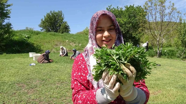 Dağda değil köyde yetişiyor, çiftçinin yüzü gülüyor
