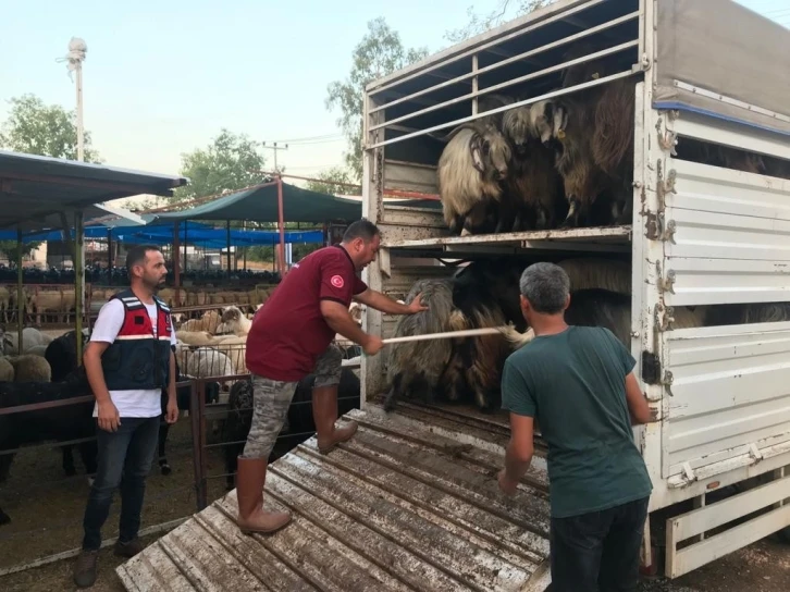 Daha fazla para kazanma vaadiyle elindeki hayvanlarından da olacaktı
