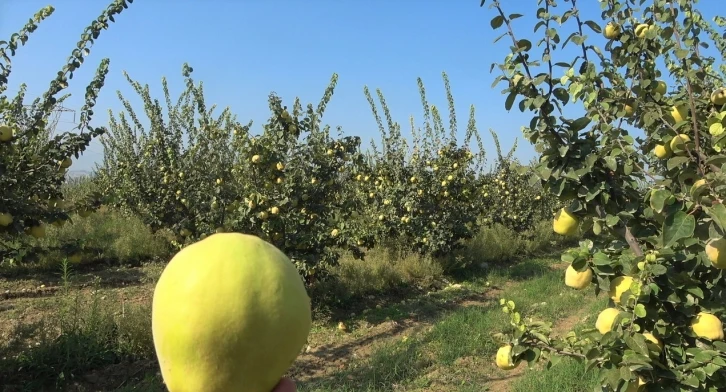 Dalların altın sarısındaki yüksek verim üreticinin yüzünü güldürdü
