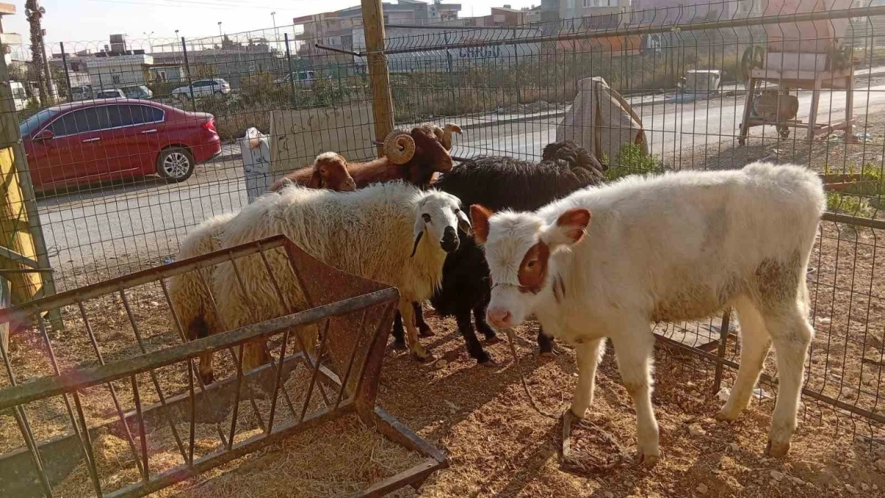 Danayı bile otomobille çalmışlar: Yakalanan 3 hırsız tutuklandı
