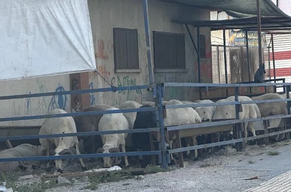 ‘Dar alanlarda tutulan kurbanlıklar iyi beslenemiyor’