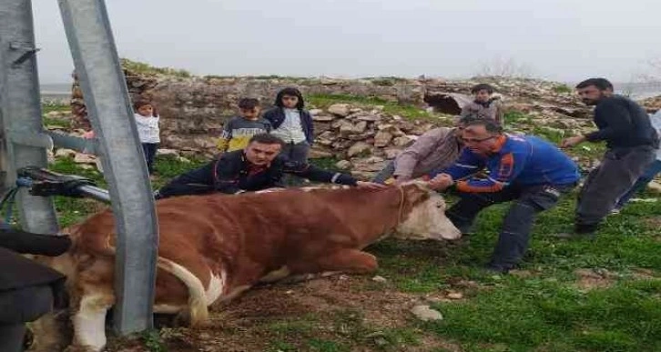 Demir direk arasında sıkışan ineği AFAD ekipleri kurtardı