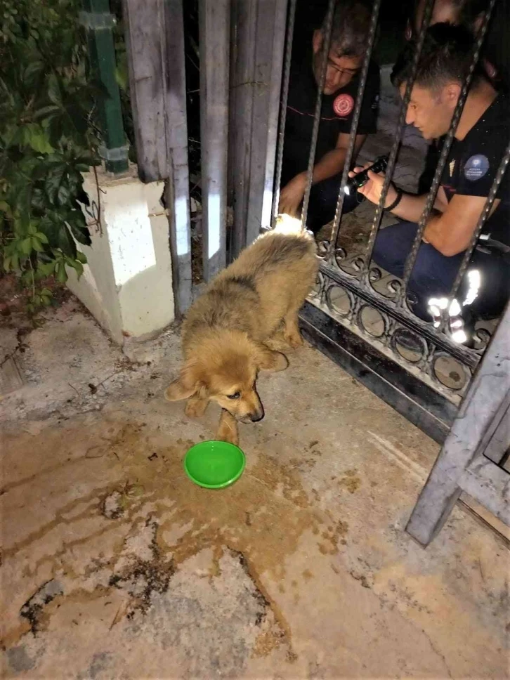 Demir parmaklıklara sıkışan köpeğin yardımına itfaiye koştu
