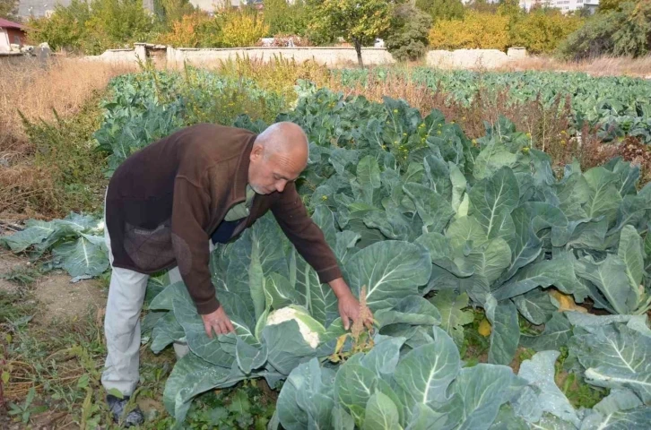 Deneme amaçlı karnabahar dikti, şimdi siparişlere yetişemiyor
